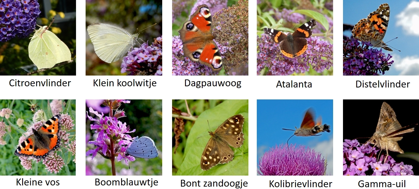 Tuinvlinders 2019.JPG
